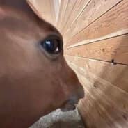 Fat rip of the Hmmmmmm